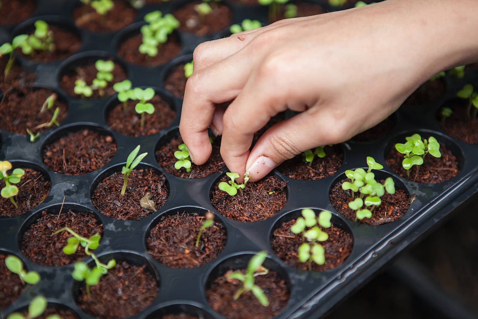 Comment faire pousser vos plantes à partir de graines ? - Blog arrosage du  jardin