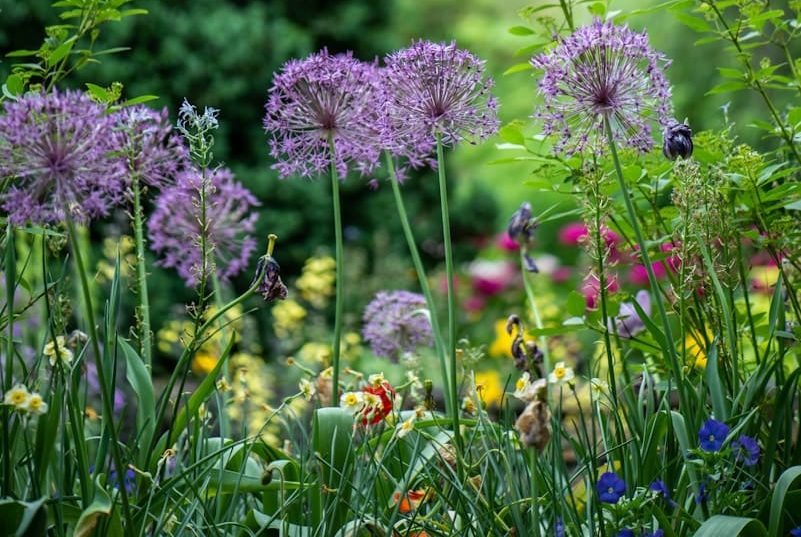 jardin fleurissant